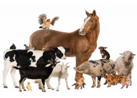 Для Сельхоз-х Животных